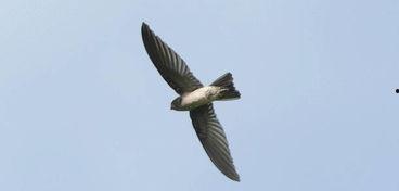 燕子的吃瓜娱乐,揭秘娱乐圈幕后故事