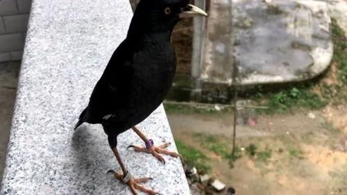 娱乐吃瓜小八哥是谁啊,网络红人的崛起之路